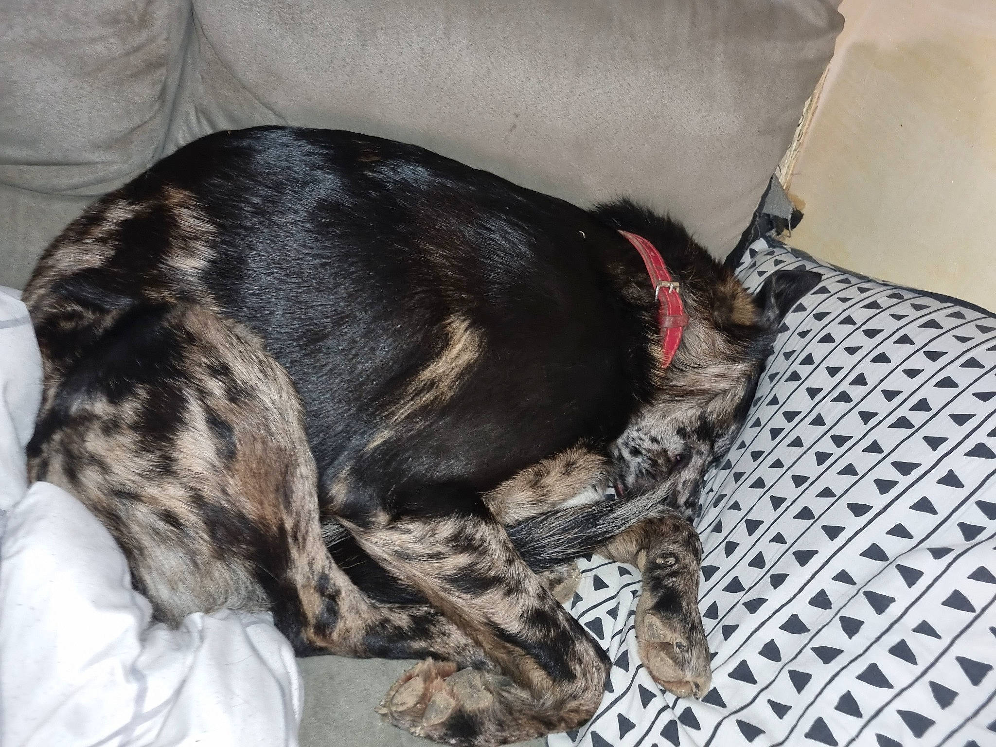 Saiko participe au concours pour gagner de l'argent avec cette photo : braque_dauvergne, canidae, carnivore, collar, comfort, companion_dog, dog, dog_breed, fur, guard_dog, liver, mammal, non_sporting_group, paw, snout, sporting_group, tail, treeing_tennessee_brindle, whiskers, working_animal