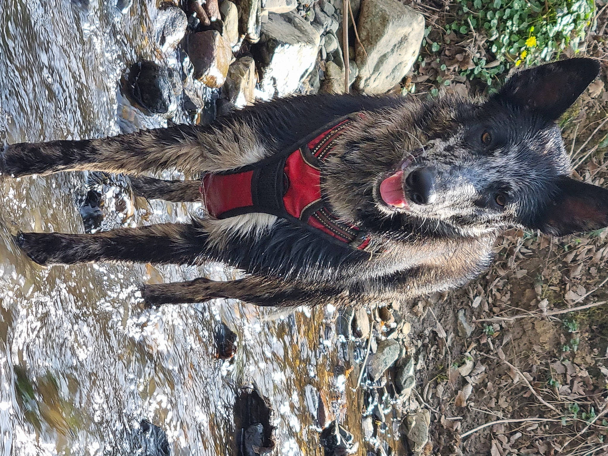 Saiko a rejoint le concours — aidez-le/la à gagner de superbes lots ! canidae, carmine, carnivore, dog, dog_breed, dog_supply, fur, lycaon_pictus, plant, soil, sporting_group, terrestrial_animal, trunk, wildlife, wood, working_animal