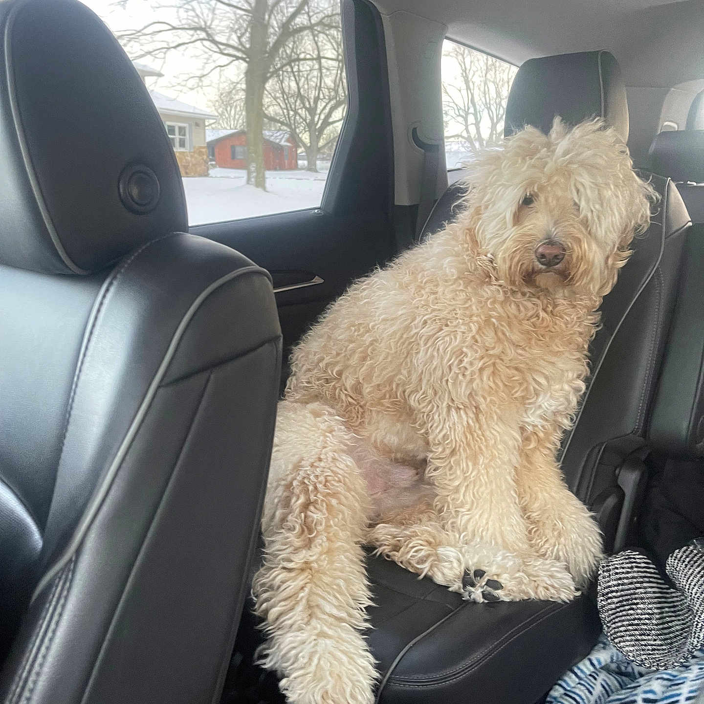 Trooper joined the competition — help win amazing prizes! animal, ball, canine, car, car_interior, carseat, chair, couch, cushion, dog, furniture, headrest, homedecor, pet, poodle, puppy, terrier, transportation, vehicle, whitedog