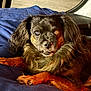 dog, small_dog, fluffy_fur, lying_down, blue_blanket, car_interior, pet, animal, brown_fur, black_fur, long_ears, cute, companion, indoors, relaxed, portrait, fur_texture, canine, face, paw