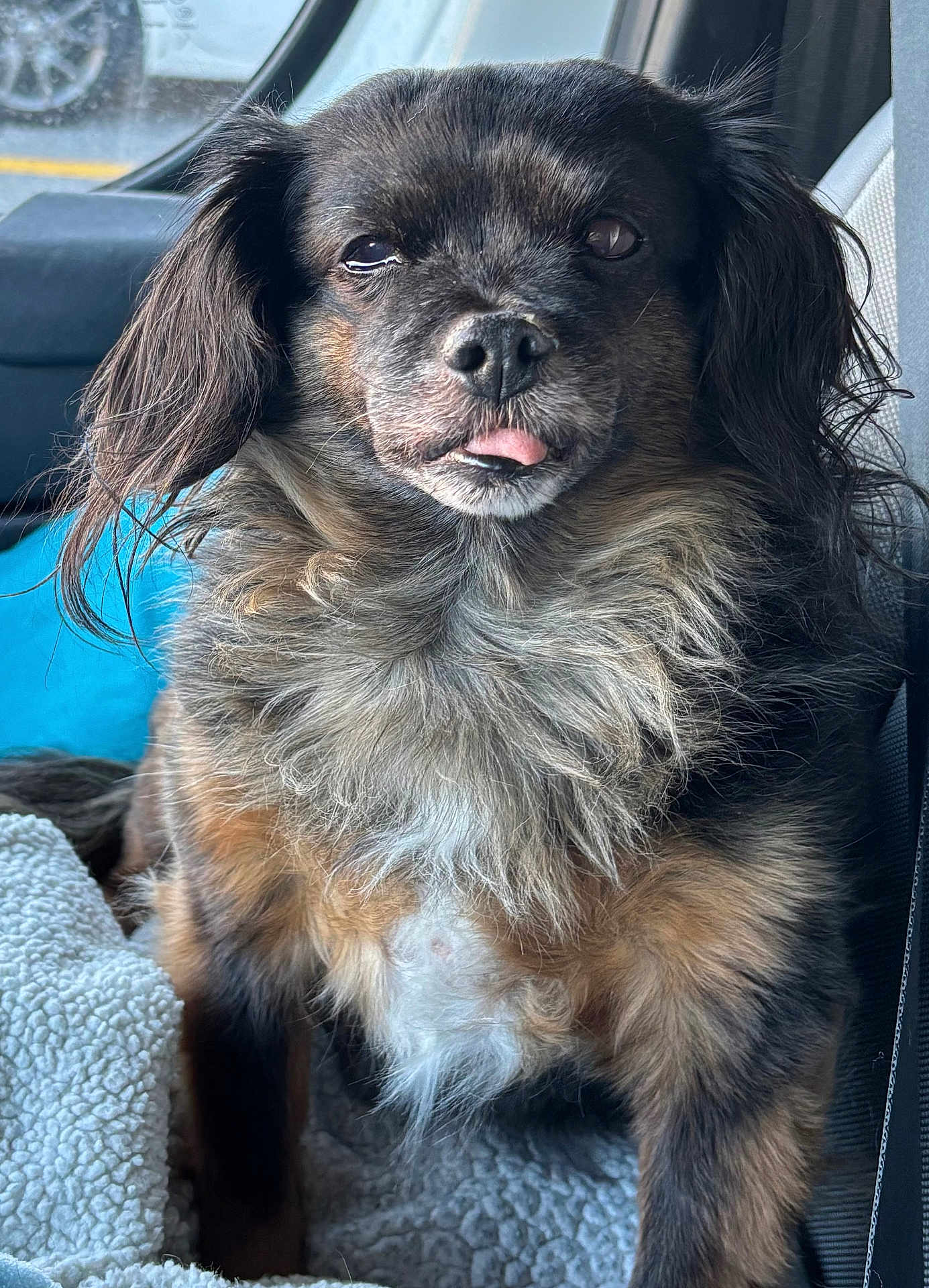 Babygirl is registered to the contest to win money with this photo: dog, pet, fluffy, brown_fur, black_fur, white_fur, tongue_out, car_interior, blanket, seat, window, relaxed, cute, animal, close_up, portrait, indoor, travel, cozy, furry