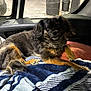 Babygirl joined the competition — help win amazing prizes! dog, blanket, car_interior, window, sunlight, pet, fur, relaxing, animal, indoor, seat, comfort, resting, paw, tail, door, fabric, cushion, vehicle, daylight