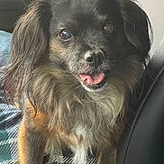 Babygirl is registered to the contest to win money with this photo: dog, pet, animal, indoor, car, seat, blanket, fur, tongue, happy, cute, companion, mammal, domestic_animal, friendly, portrait, looking_up, black_fur, brown_fur, long_hair