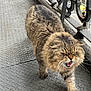 Cash is registered to the contest to win money with this photo: angry, animal, balcony, cat, closeup, expression, feline, fur, mammal, metal_floor, nature, outdoor, paw, pet, railing, sidewalk, striped, urban, walking, whiskers