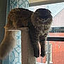 animal, brick_building, brown, cat, cat_tree, cozy, curtains, dangling_paws, fluffy, furniture, home, indoor, long_hair, looking, natural_light, paws, pet, relaxed, resting, window
