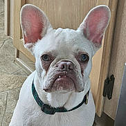 Angel Rose is registered to the contest to win money with this photo: dog, french_bulldog, white_dog, pet, indoor, floor, tile_floor, wooden_cabinet, collar, ears, close_up, portrait, animal, canine, sitting, looking_at_camera, expression, household, domestic, companion
