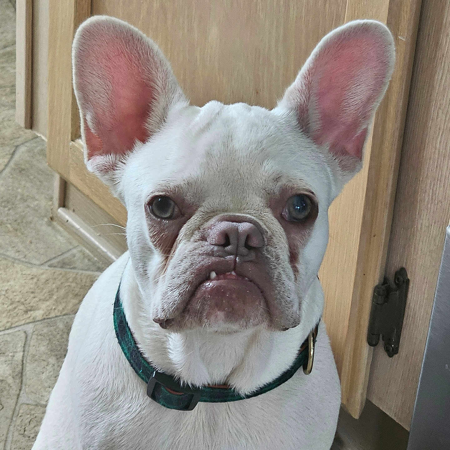 Angel Rose is registered to the contest to win money with this photo: animal, canine, close_up, collar, companion, dog, domestic, ears, expression, floor, french_bulldog, household, indoor, looking_at_camera, pet, portrait, sitting, tile_floor, white_dog, wooden_cabinet