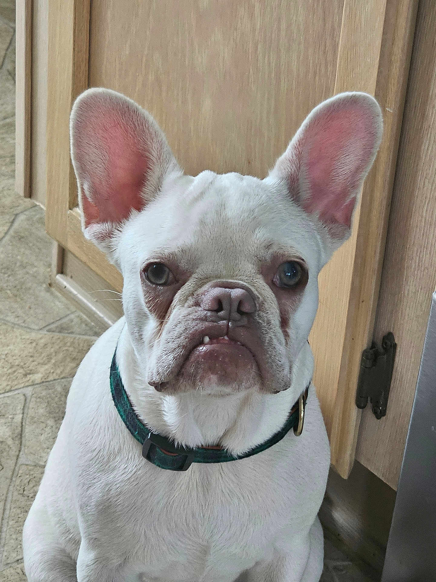 Angel Rose is registered to the contest to win money with this photo: dog, french_bulldog, white_dog, pet, indoor, floor, tile_floor, wooden_cabinet, collar, ears, close_up, portrait, animal, canine, sitting, looking_at_camera, expression, household, domestic, companion