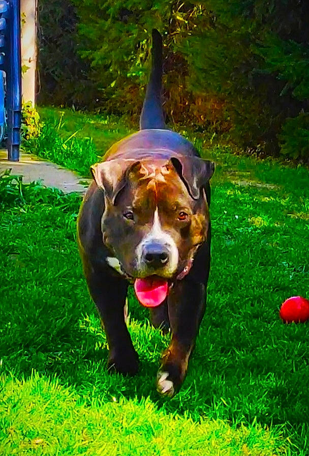 Poker a rejoint le concours — aidez-le/la à gagner de superbes lots ! ball, basset_hound, carnivore, companion_dog, dog, dog_breed, dog_sports, garden, grass, green, groundcover, guard_dog, hound, liver, people_in_nature, plant, tennis_ball, whiskers, working_animal, working_dog