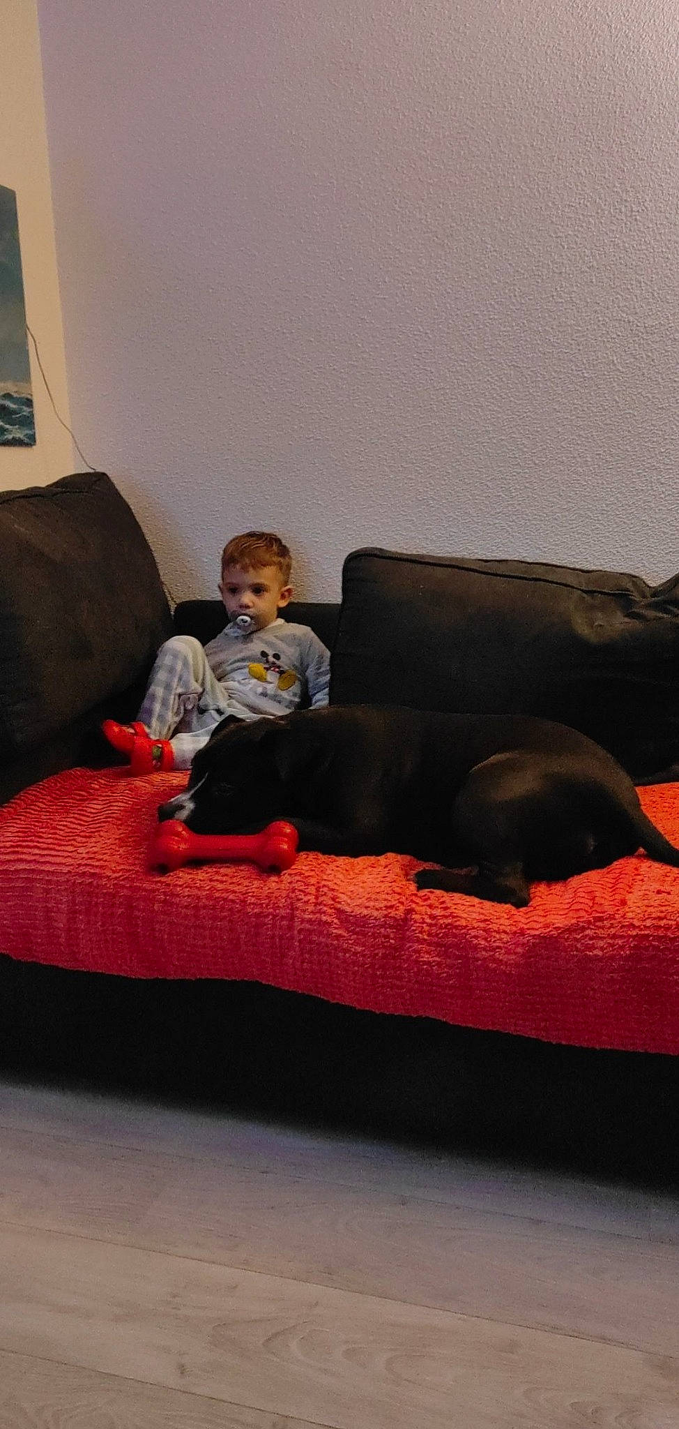 Poker participe au concours pour gagner de l'argent avec cette photo : carmine, comfort, companion_dog, couch, den, floor, flooring, furniture, hardwood, interior_design, living_room, room, sitting, sofa_bed, studio_couch, tints_and_shades, toddler, wall, wood, wood_flooring