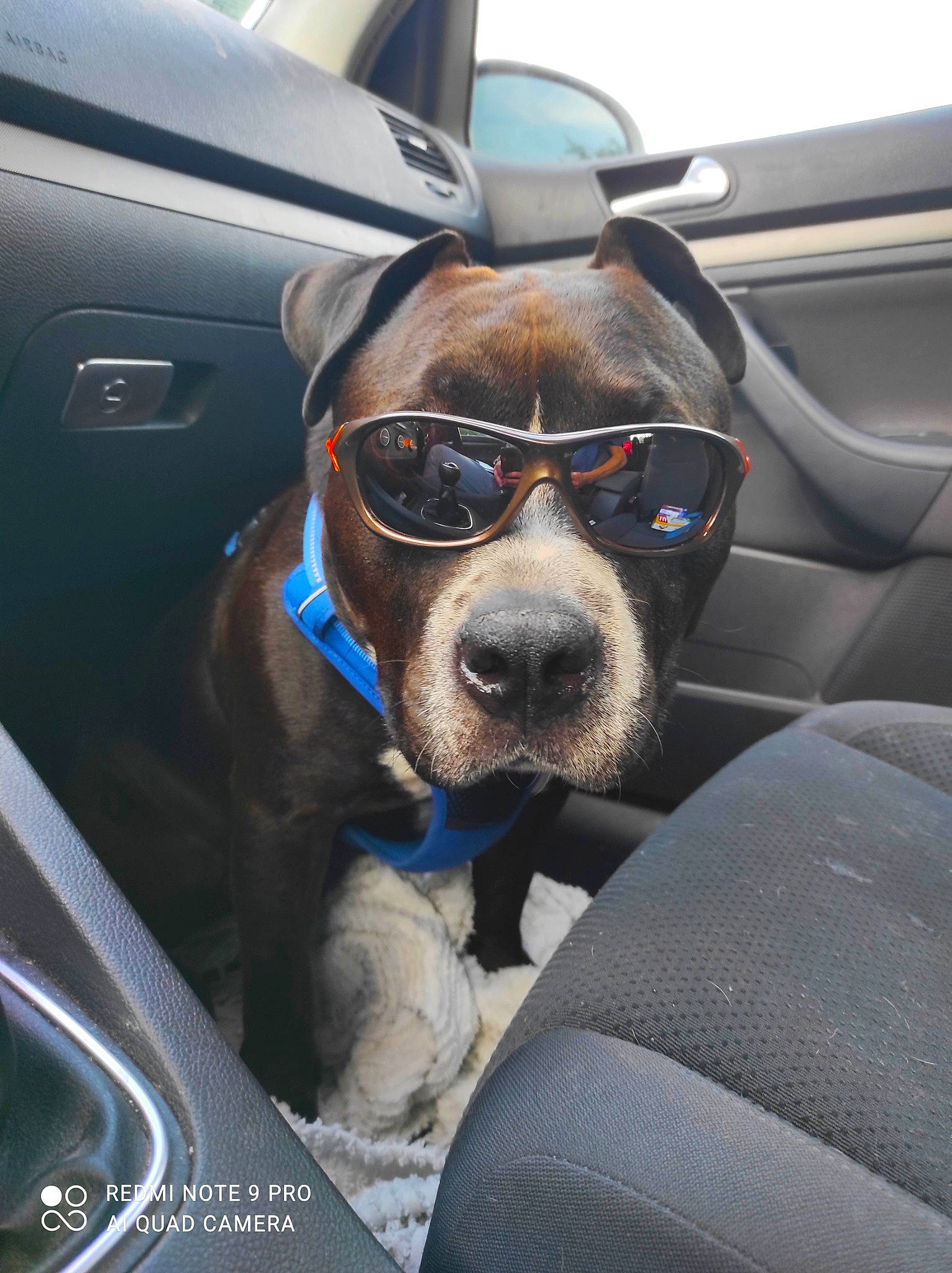 Poker participe au concours pour gagner de l'argent avec cette photo : automotive_design, automotive_exterior, automotive_lighting, automotive_mirror, car, car_seat_cover, carnivore, dog, dog_breed, eyewear, fawn, glasses, goggles, head_restraint, hood, motor_vehicle, steering_wheel, sunglasses, vehicle, vehicle_door