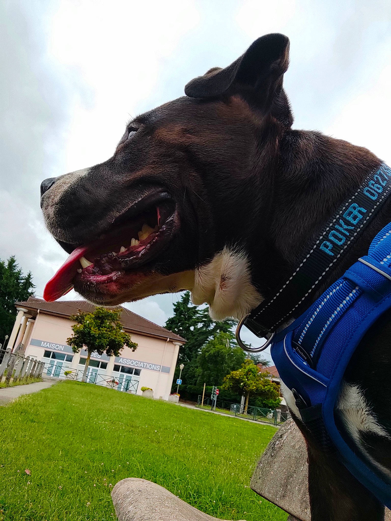 Poker a rejoint le concours — aidez-le/la à gagner de superbes lots ! airedale_terrier, carnivore, cloud, collar, companion_dog, dog, dog_breed, dog_collar, fang, fashion_accessory, fawn, grass, leash, personal_protective_equipment, plant, sky, snout, sporting_group, tree, working_animal