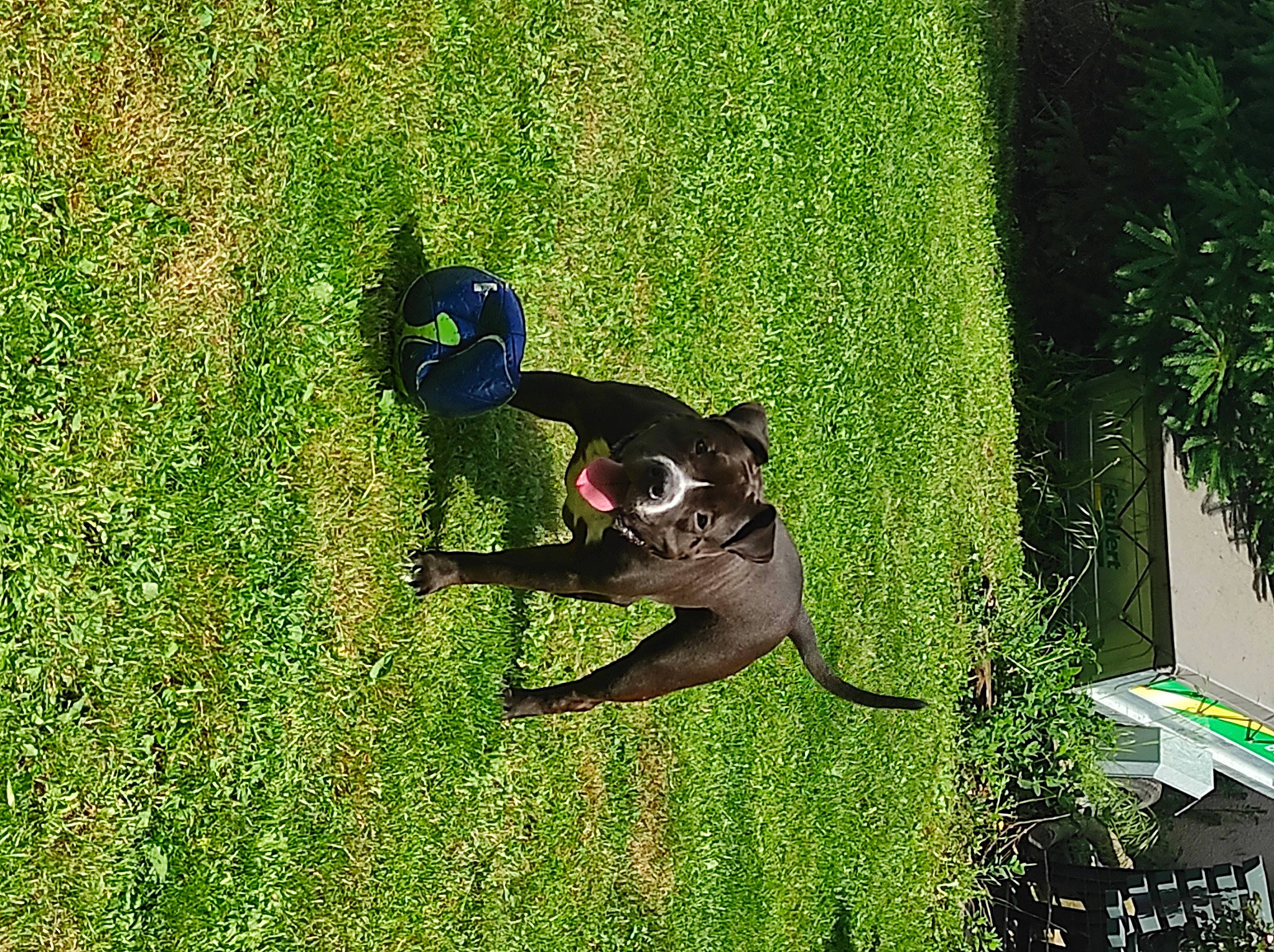 Poker participe au concours pour gagner de l'argent avec cette photo : canidae, carnivore, companion_dog, dog, dog_breed, fawn, grass, grass_family, grassland, happy, lawn, leisure, people_in_nature, plant, recreation, shadow, shrub, sporting_group, tail, tree