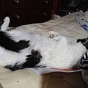 Tinsel joined the competition — help win amazing prizes! cat, black_and_white_cat, sleeping_cat, belly_up, bed, blanket, comforter, mattress, paw, fur, indoor, dresser, furniture, cozy, relaxed, sleeping, pet, household, textiles, fan