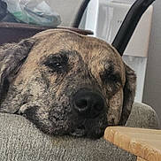 Luna joined the competition — help win amazing prizes! dog, brindle, sleeping, sleepy, resting, close_up, muzzle, nose, eyes, fur, pet, canine, couch, sofa, indoor, home, water_dispenser, chair, portrait, relaxed