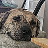 dog, brindle, sleeping, sleepy, resting, close_up, muzzle, nose, eyes, fur, pet, canine, couch, sofa, indoor, home, water_dispenser, chair, portrait, relaxed
