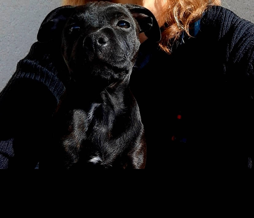 Reïka a rejoint le concours — aidez-le/la à gagner de superbes lots ! borador, canidae, carnivore, companion_dog, dog, dog_breed, dog_collar, fawn, fur, guard_dog, gun_dog, labrador_retriever, non_sporting_group, sitting, sleeve, sporting_group, terrestrial_animal, whiskers, working_animal, working_dog