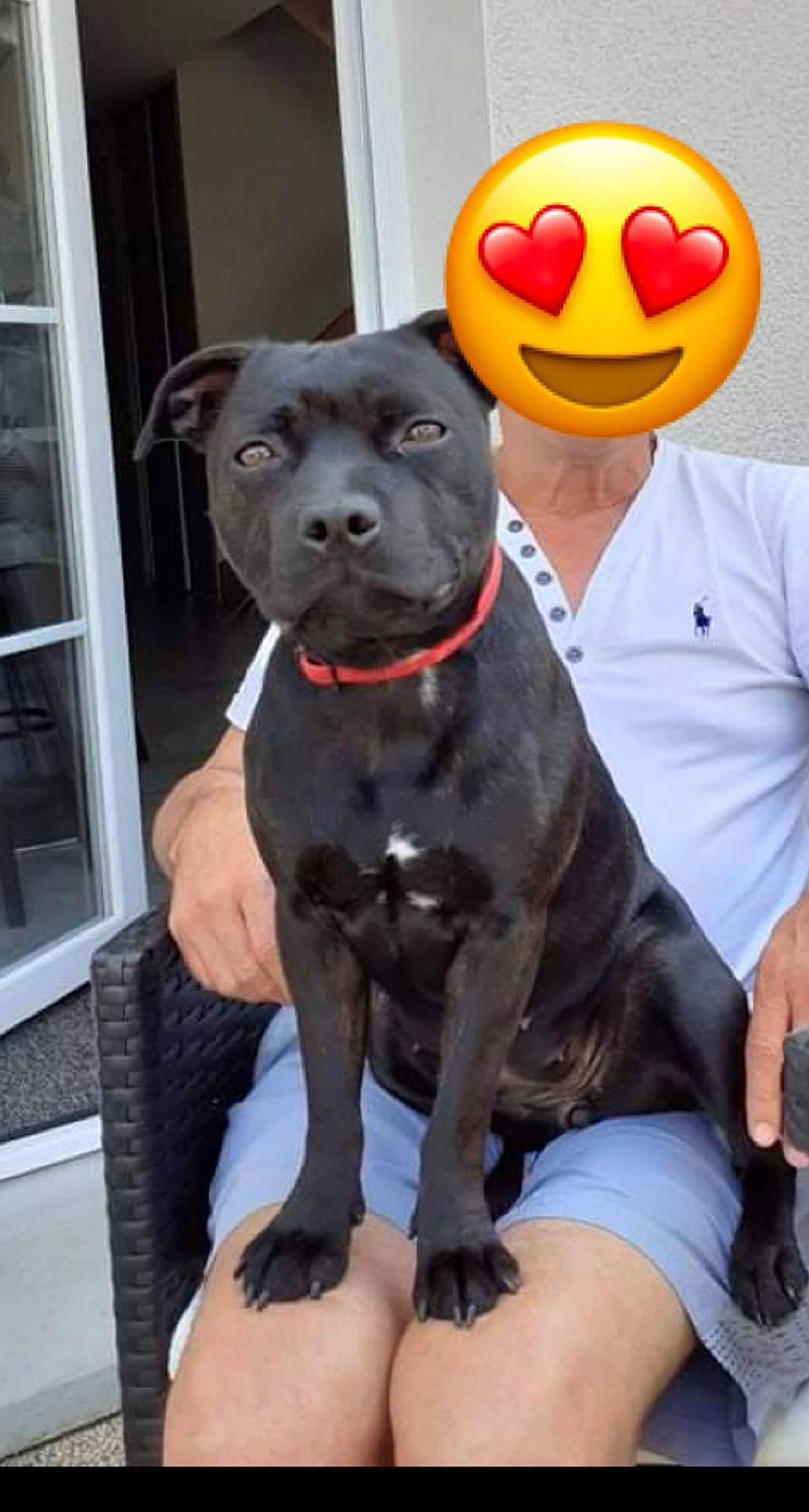 Reïka participe au concours pour gagner de l'argent avec cette photo : ball, borador, canidae, carnivore, collar, companion_dog, dog, dog_breed, dog_collar, door, emoticon, fawn, happy, hat, smile, smiley, snout, sporting_group, toy, working_animal