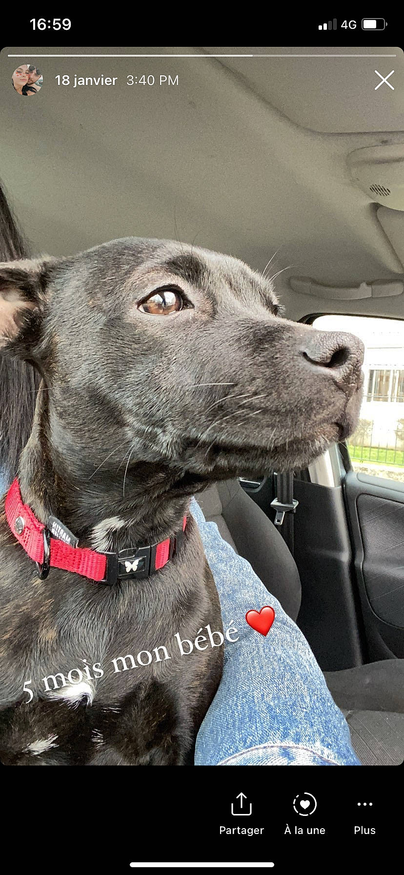 Reïka a rejoint le concours — aidez-le/la à gagner de superbes lots ! carnivore, collar, companion_dog, dog, dog_breed, dog_collar, dog_supply, fashion_accessory, great_dane, leash, liver, mammal, pet_supply, plant, rampur_greyhound, snout, sporting_group, vehicle, whiskers, working_animal