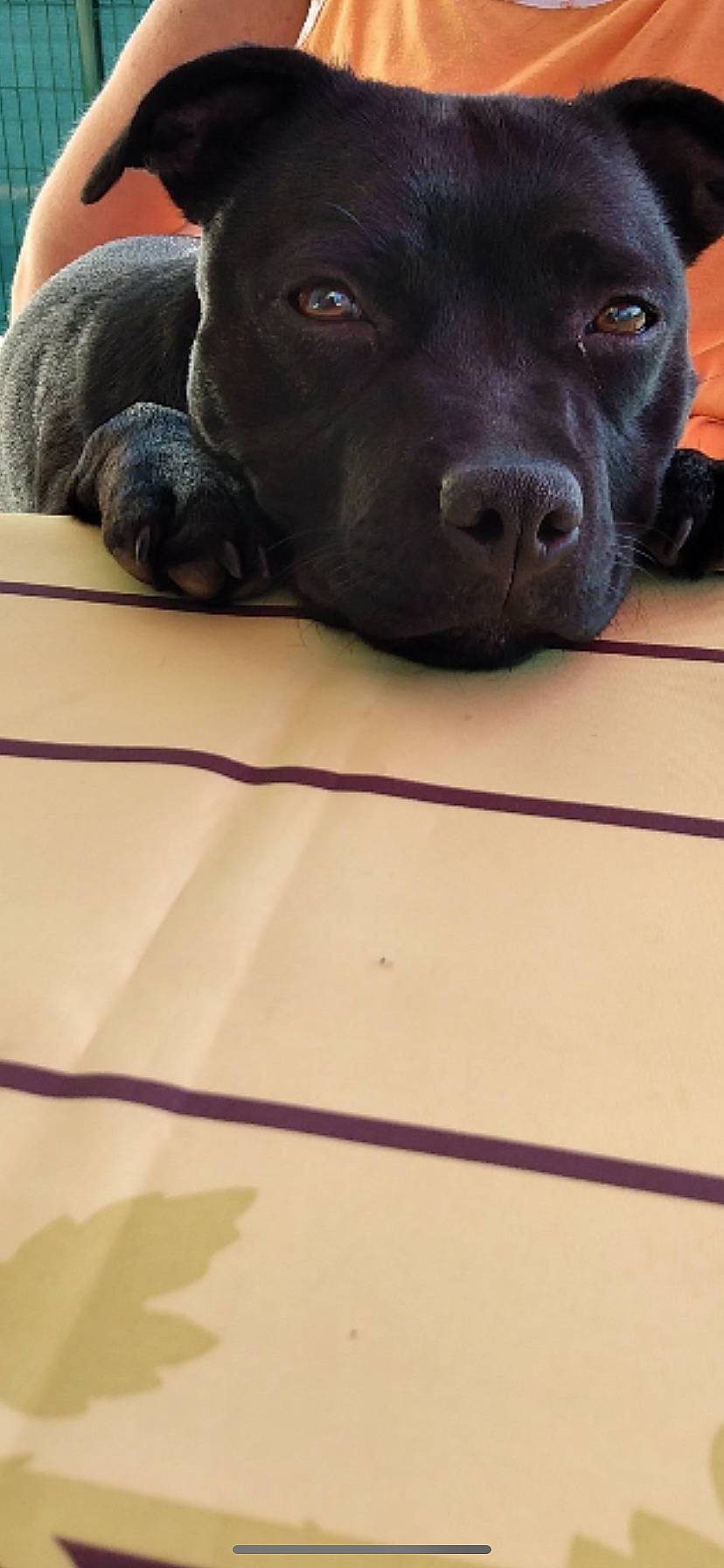 Reïka participe au concours pour gagner de l'argent avec cette photo : borador, carnivore, comfort, companion_dog, dog, dog_breed, dog_collar, fawn, flooring, fur, guard_dog, hardwood, liver, pet_supply, retriever, snout, terrestrial_animal, whiskers, wood, working_animal