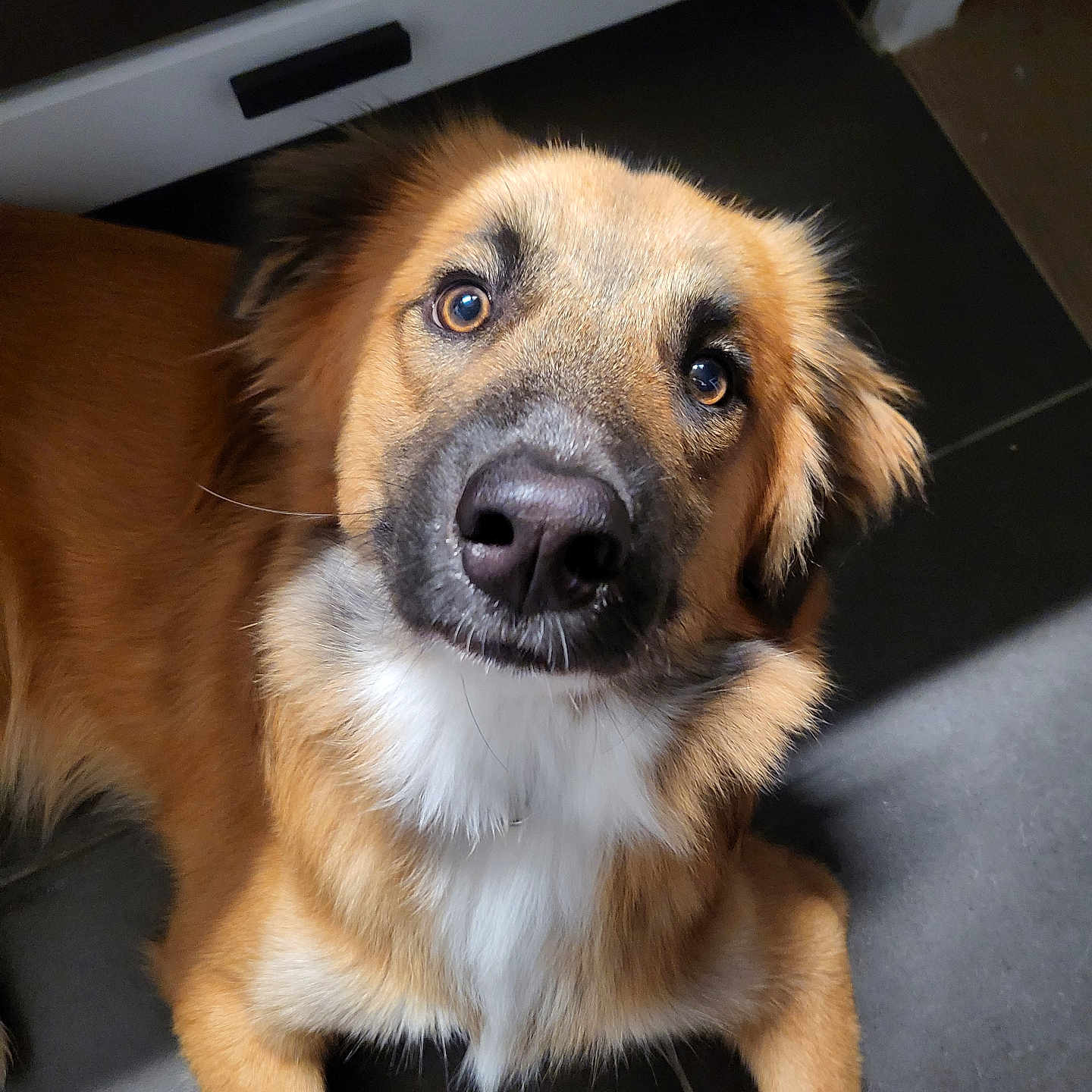 Vortex participe au concours pour gagner de l'argent avec cette photo : accessories, animal, beagle, canine, cockerspaniel, collie, dog, germanshepherd, goldenretriever, hound, husky, labradorretriever, leash, pet, plywood, puppy, snout, strap, terrier, wood