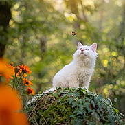 Orion a rejoint le concours — aidez-le/la à gagner de superbes lots ! animal, blue_eyes, bokeh, butterfly, cat, flowers, fluffy, forest, greenery, ivy, longhaired, moss, nature, orange_flowers, outdoors, pet, portrait, sunlight, white_cat, woodland