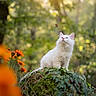 animal, blue_eyes, bokeh, butterfly, cat, flowers, fluffy, forest, greenery, ivy, longhaired, moss, nature, orange_flowers, outdoors, pet, portrait, sunlight, white_cat, woodland