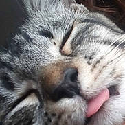 Mia a rejoint le concours — aidez-le/la à gagner de superbes lots ! american_shorthair, bengal, cat, cat_like_mammal, close_up, domestic_short_haired_cat, dragon_li, european_shorthair, eye, face, fur, kitten, mammal, nose, pixie_bob, small_to_medium_sized_cats, snout, tabby_cat, toyger, whiskers