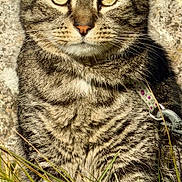 Mya a rejoint le concours — aidez-le/la à gagner de superbes lots ! cat, tabby, feline, pet, animal, whiskers, yellow_eyes, stripes, fur, collar, leash, portrait, close_up, sitting, grass, rock, outdoor, sunlight, nature, domestic_cat