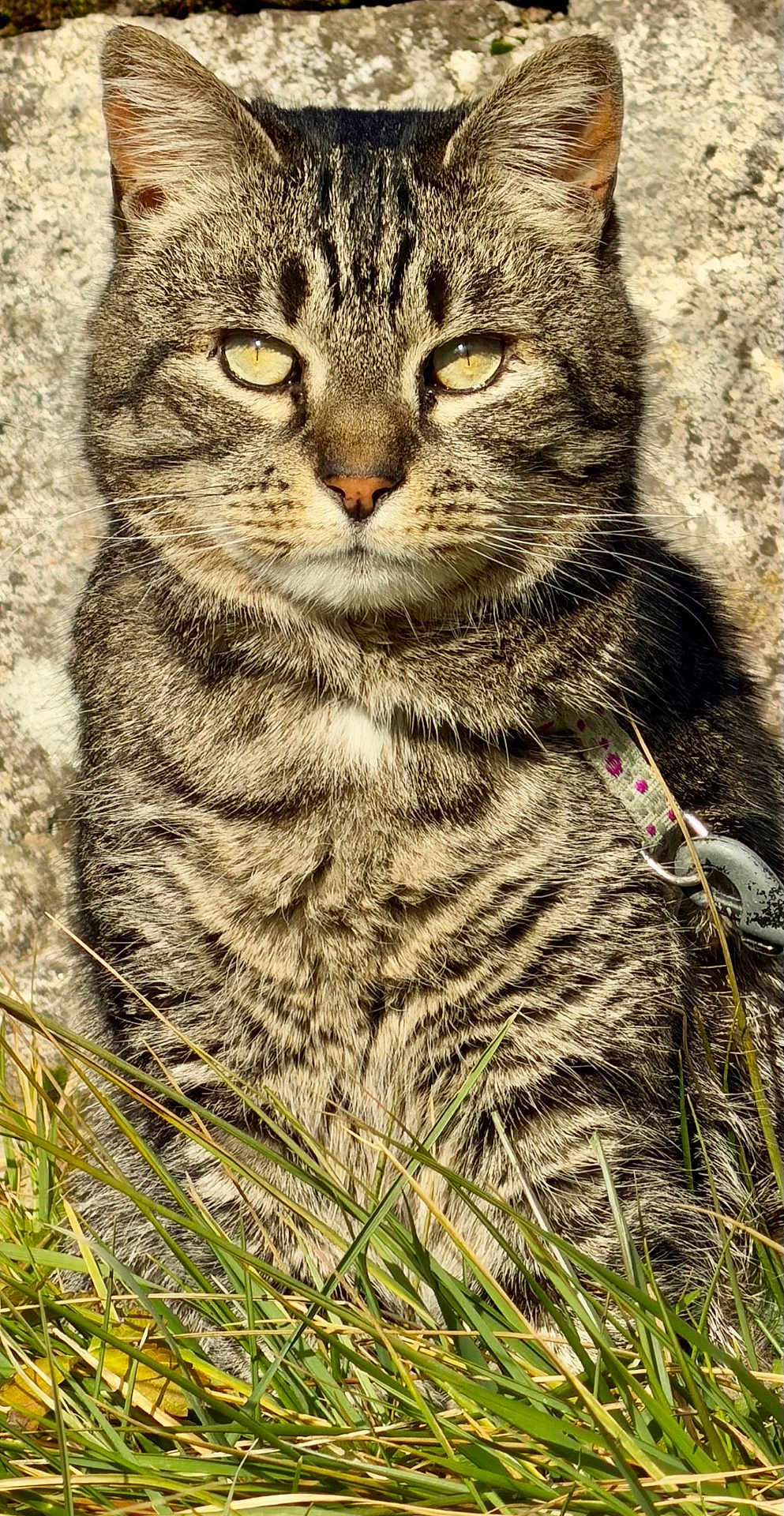 Mya a rejoint le concours — aidez-le/la à gagner de superbes lots ! cat, tabby, feline, pet, animal, whiskers, yellow_eyes, stripes, fur, collar, leash, portrait, close_up, sitting, grass, rock, outdoor, sunlight, nature, domestic_cat
