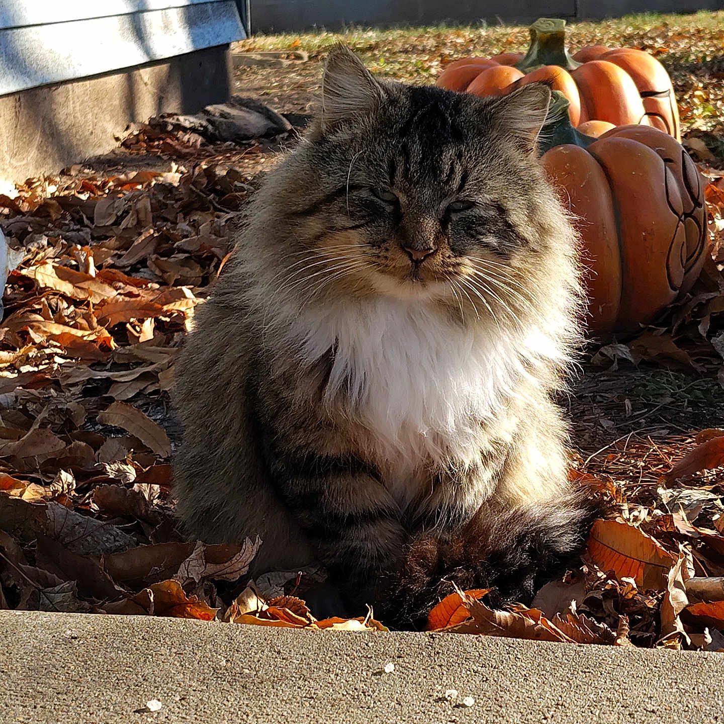 Oliver is registered to the contest to win money with this photo: animal, autumn_leaves, backyard, cat, daylight, decorative_pumpkin, fall, feline, fluffy, fur, garden, leaf_litter, nature, outdoor, pet, pumpkin, sitting, sunlight, tabby_cat, whiskers