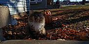 Oliver is registered to the contest to win money with this photo: autumn_leaves, cat, daytime, fall, feline, grass, house, nature, outdoor, pet, pumpkins, quiet, residential, seasonal, shadow, sidewalk, sky, sunlight, tree, yawning_cat