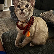 Charles joined the competition — help win amazing prizes! cat, couch, cozy, curious, cushion, decor, ears, eyes, feline, floor, fur, home, indoor, kitten, necklace, orange_tassel, pet, sitting, whiskers, window