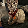 cat, couch, cozy, curious, cushion, decor, ears, eyes, feline, floor, fur, home, indoor, kitten, necklace, orange_tassel, pet, sitting, whiskers, window
