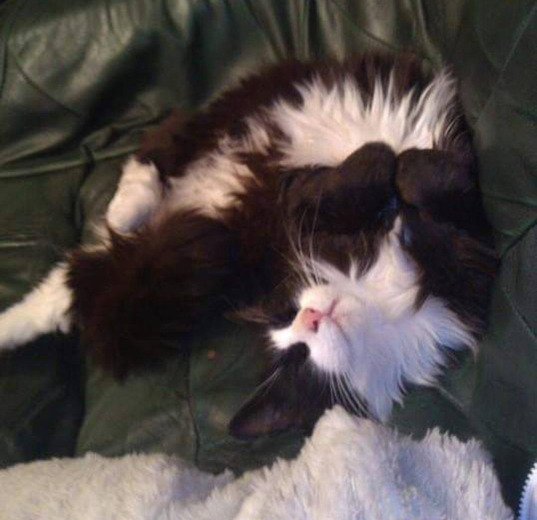 Toby is registered to the contest to win money with this photo: carnivore, cat, claw, comfort, dog_breed, domestic_short_haired_cat, eye, felidae, foot, fur, grass, mammal, paw, small_to_medium_sized_cats, snout, sporting_group, tail, vertebrate, whiskers