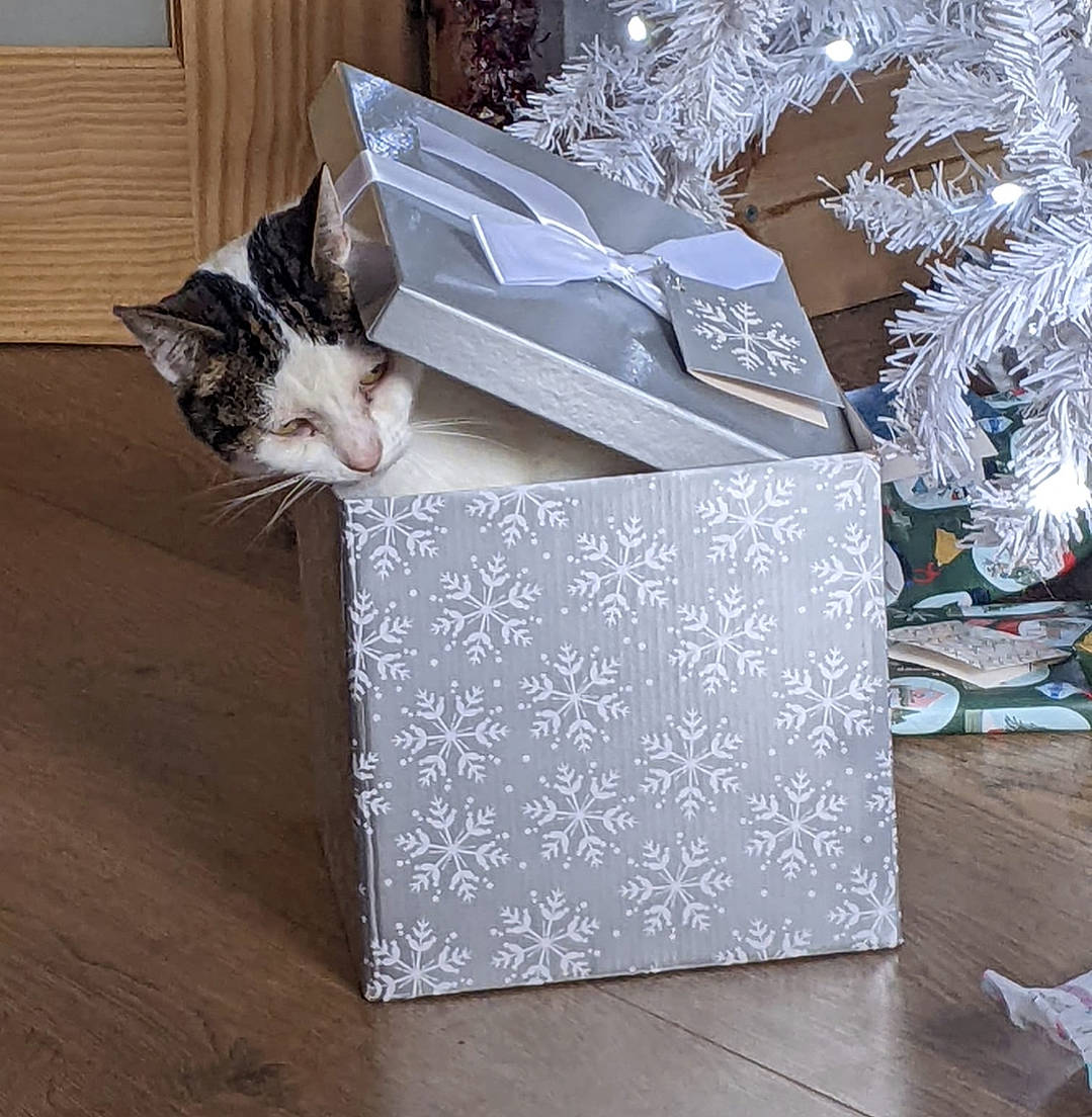 Gizmo is registered to the contest to win money with this photo: art, box, cardboard, carnivore, cat, domestic_short_haired_cat, event, felidae, flooring, grey, hardwood, linens, packaging_and_labeling, paper, paper_product, small_to_medium_sized_cats, table, tail, whiskers, wood