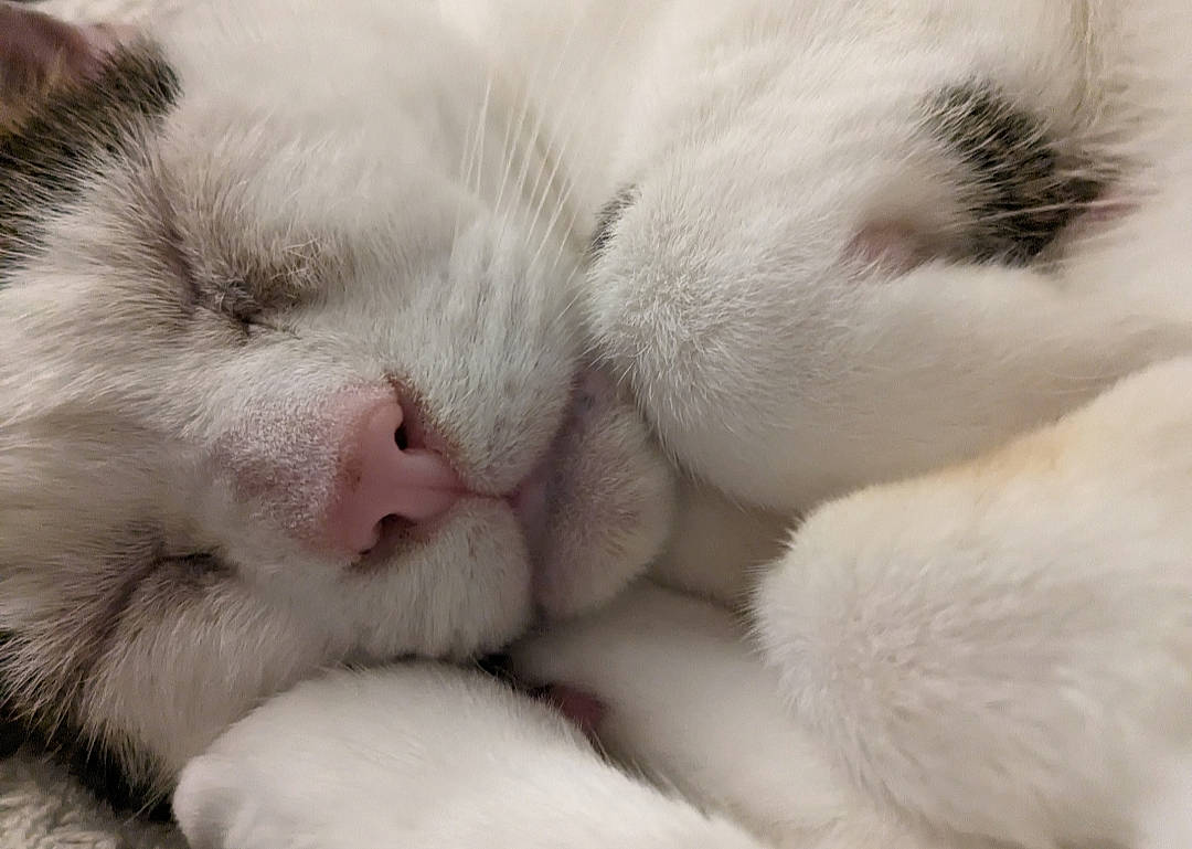 Gizmo is registered to the contest to win money with this photo: carnivore, cat, claw, close_up, comfort, domestic_short_haired_cat, felidae, fur, nap, paw, small_to_medium_sized_cats, snout, tail, whiskers