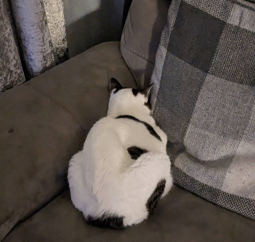 Gizmo joined the competition — help win amazing prizes! ball, canidae, carnivore, comfort, companion_dog, couch, dog_breed, felidae, flooring, foot, fur, grey, nap, paw, small_to_medium_sized_cats, snout, sporting_group, tail, terrestrial_animal, whiskers