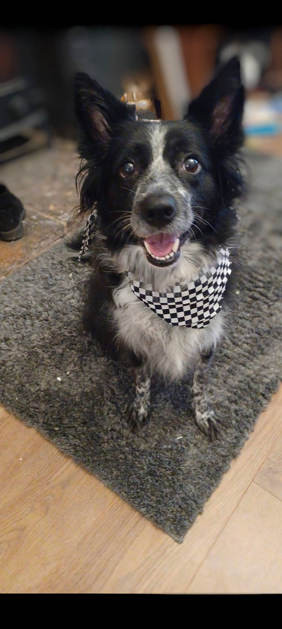 Marlea is registered to the contest to win money with this photo: canidae, carnivore, collar, companion_dog, dog, dog_breed, dog_collar, dog_supply, fang, flooring, fur, hardwood, herding_dog, paw, snout, spaniel, sporting_group, whiskers, wood, working_dog