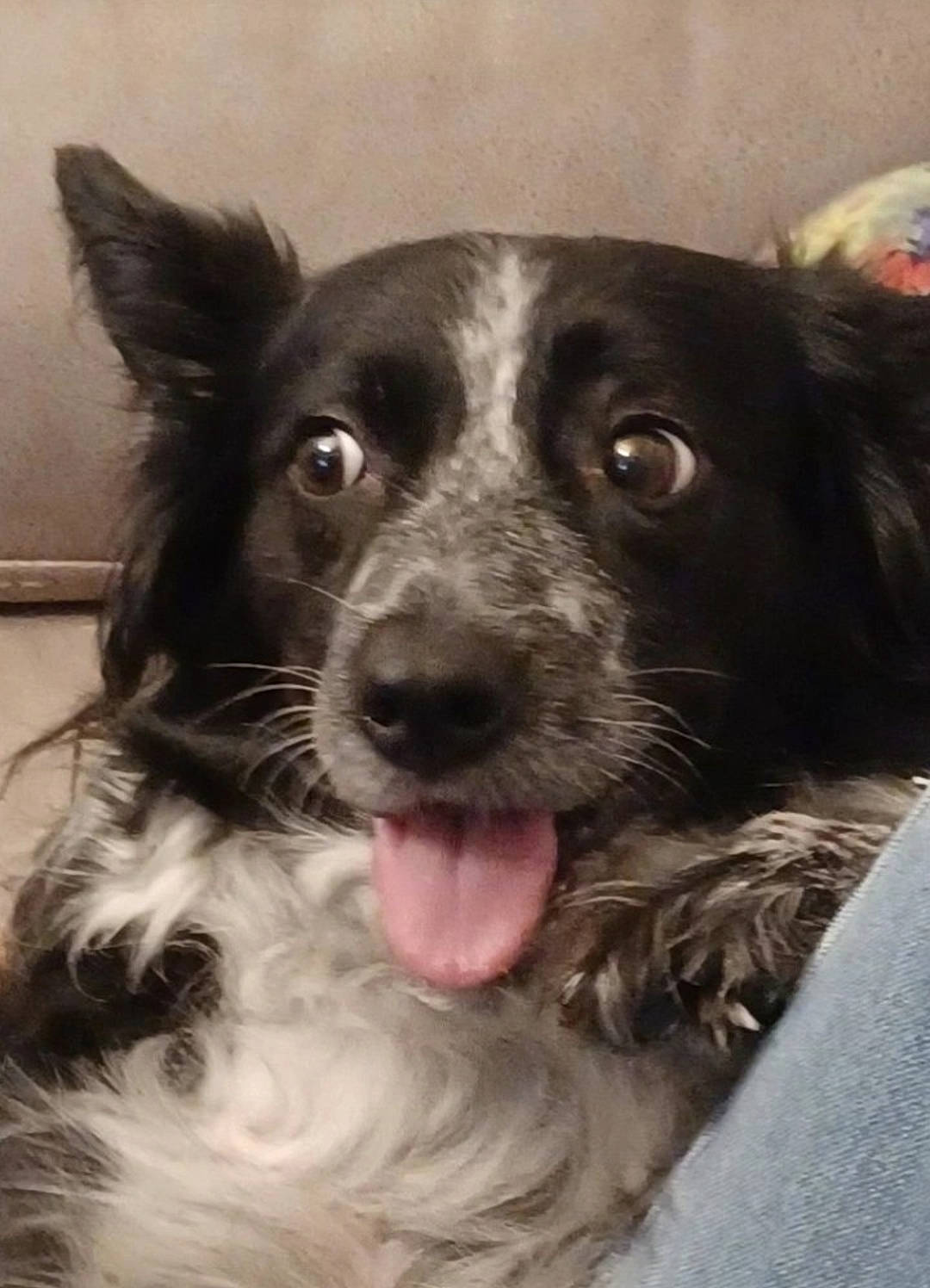 Marlea joined the competition — help win amazing prizes! borador, border_collie, canidae, carnivore, companion_dog, dog, dog_breed, ear, fang, fur, liver, pont_audemer_spaniel, snout, spaniel, sporting_group, whiskers, working_animal, working_dog