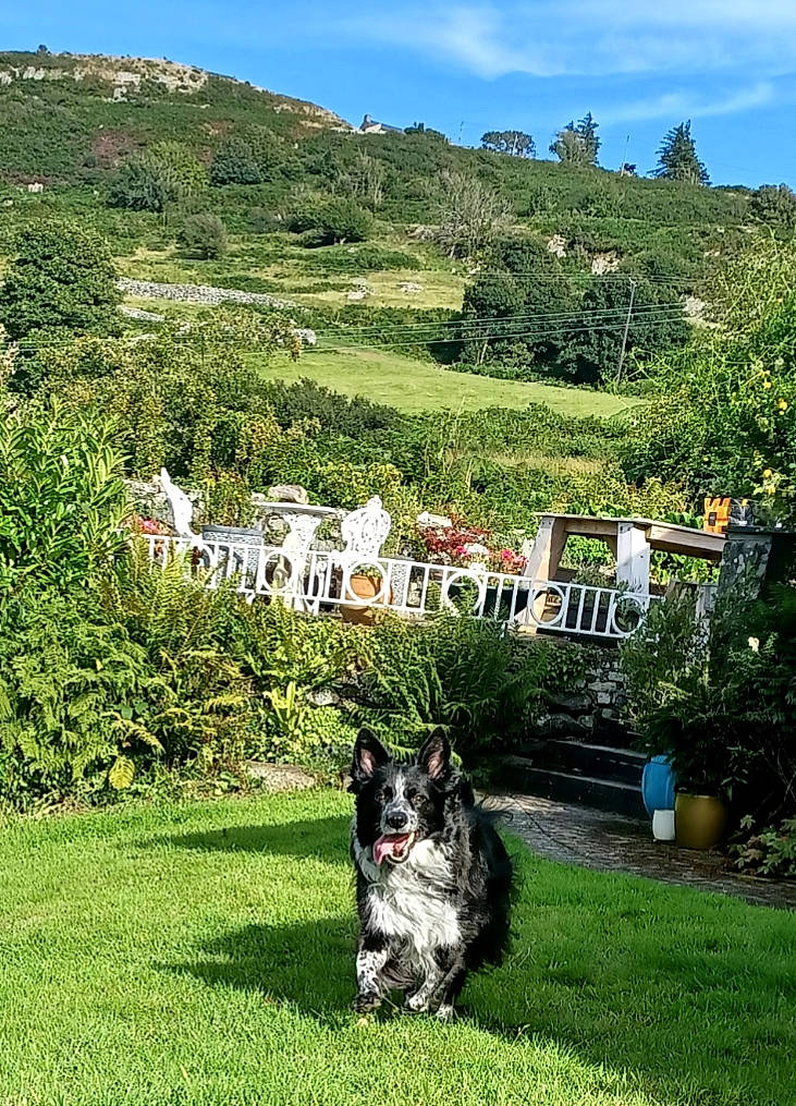 Marlea is registered to the contest to win money with this photo: australian_cattle_dog, carnivore, cloud, companion_dog, dog, dog_breed, flowerpot, grass, grassland, herding_dog, house, landscape, lawn, leisure, meadow, mountain, plant, sky, summer, tree