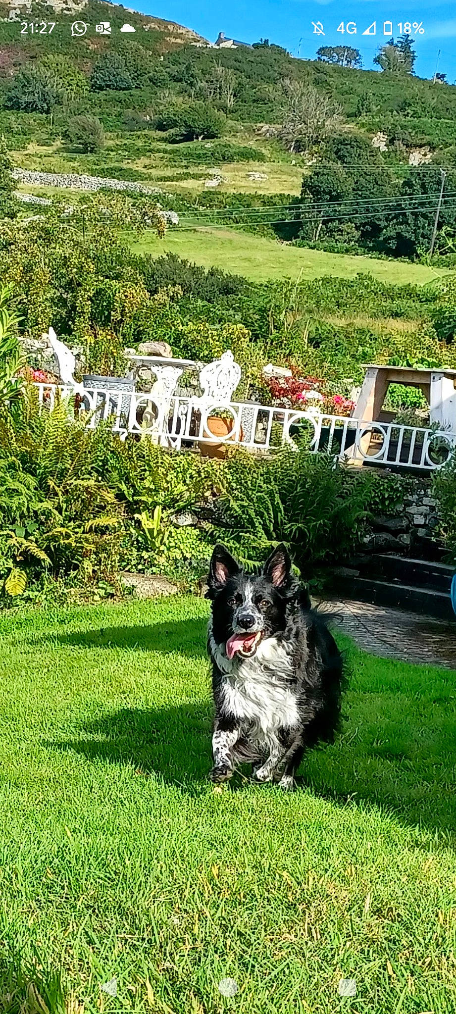 Marlea joined the competition — help win amazing prizes! australian_cattle_dog, australian_stumpy_tail_cattle_dog, canidae, carnivore, companion_dog, dog, dog_breed, garden, grass, grass_family, grassland, groundcover, herding_dog, landscape, lawn, plant, shrub, snout, tail, working_animal