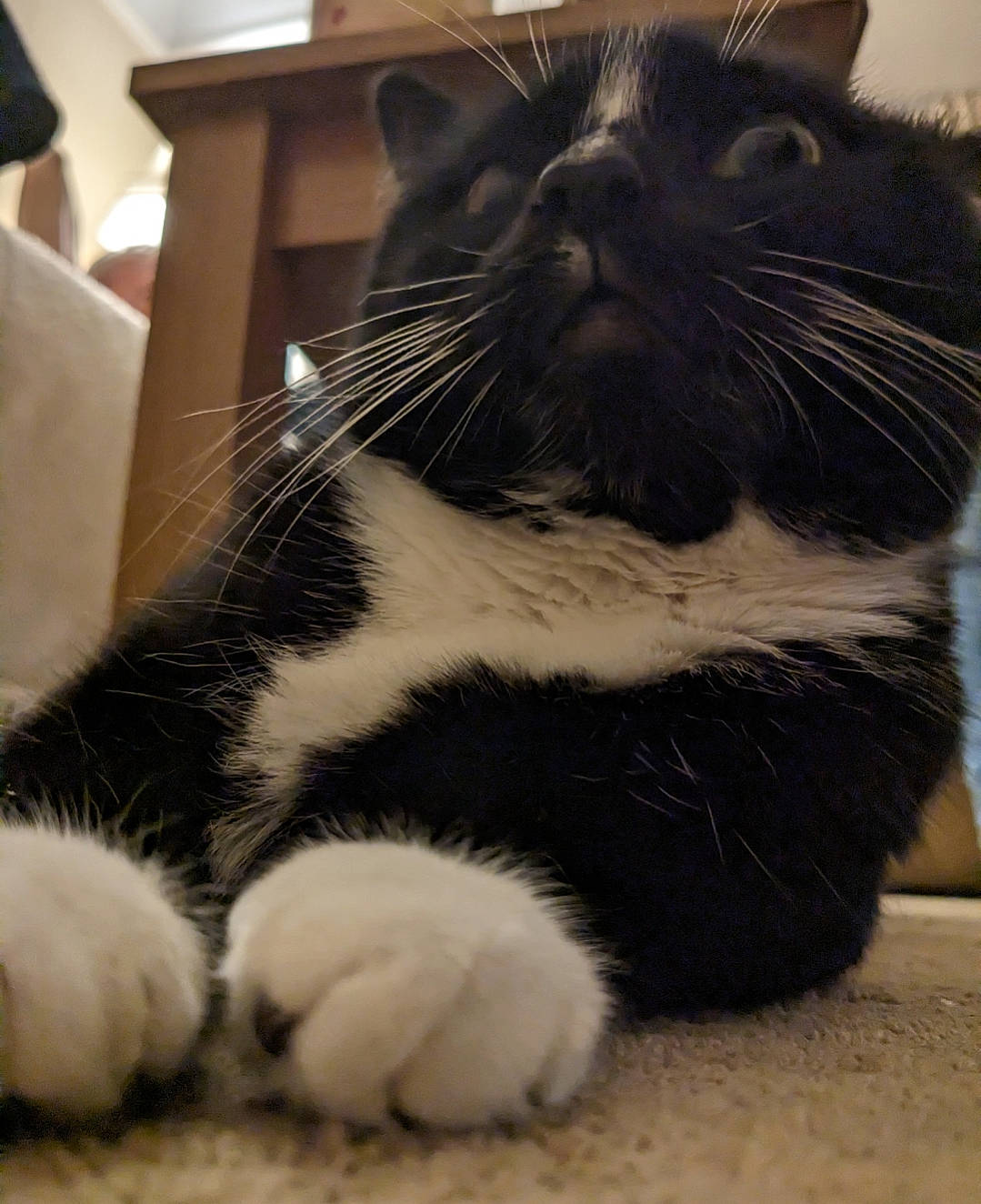 Sophie is registered to the contest to win money with this photo: carnivore, cat, claw, comfort, domestic_short_haired_cat, felidae, foot, fur, paw, small_to_medium_sized_cats, snout, tail, terrestrial_animal, whiskers