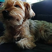 Kenza participe au concours pour gagner de l'argent avec cette photo : animal, black_couch, brown_fur, canine, close_up, companion, couch, curtains, dog, fur, furniture, home, indoor, light, pet, relaxed, resting, scruffy, side_view, window