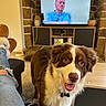 dog, brown_and_white, indoor, living_room, television, person, slippers, jeans, rug, furniture, couch, stone_wall, table, plant_pot, smiling_dog, pet, happy, home, casual, relaxation