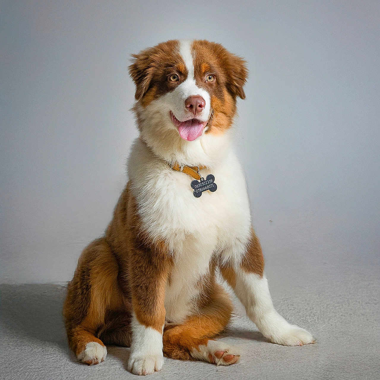 Aïko a rejoint le concours — aidez-le/la à gagner de superbes lots ! dog, puppy, brown, white, fur, sitting, tongue_out, collar, pet_tag, studio, portrait, cute, animal, canine, fluffy, indoor, smiling, friendly, young, adorable