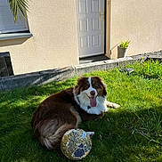 Aïko participe au concours pour gagner de l'argent avec cette photo : dog, grass, soccer_ball, outdoor, sunlight, house, door, plant, pet, animal, greenery, summer, tongue_out, playing, relaxed, yard, fence, shadow, daytime, brown_and_white