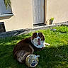 dog, grass, soccer_ball, outdoor, sunlight, house, door, plant, pet, animal, greenery, summer, tongue_out, playing, relaxed, yard, fence, shadow, daytime, brown_and_white