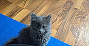 Leo joined the competition — help win amazing prizes! cat, kitten, gray_cat, fluffy, long_hair, pet, animal, sitting, looking_at_camera, whiskers, ears, eyes, indoor, wooden_floor, yoga_mat, blue_mat, human_leg, black_clothing, home, portrait
