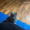 cat, kitten, gray_cat, fluffy, long_hair, pet, animal, sitting, looking_at_camera, whiskers, ears, eyes, indoor, wooden_floor, yoga_mat, blue_mat, human_leg, black_clothing, home, portrait